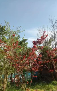 انتقال مهربان