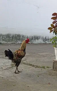 خروس لاری جوان