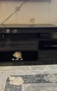 میز تلویزیون سالم سالم