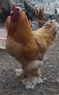 خروس برهما مولد