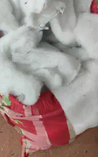 الیاف بالشتی