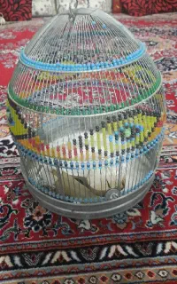 قفس طرقه نو