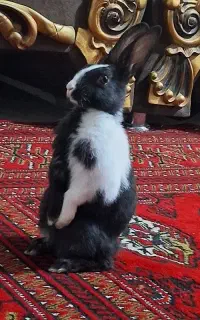 یک جفت خرگوش سه ماهه