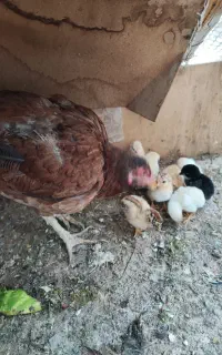 مرغ لاری با جوجه