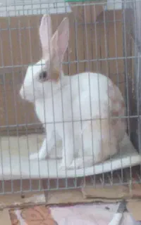 خرگوش