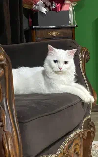 گربه نر نژاد دار میخوام برای جفتگیری با گربه خودم