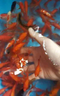 ماهی قرمز طعمه اردک ماهی وجهت خوراک وتزینی ا