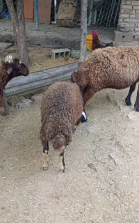 دو جفت میش و بره