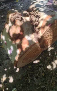 اره کش درختان باغی