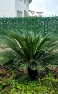 سیکاس بزرگ چلک نوشهر