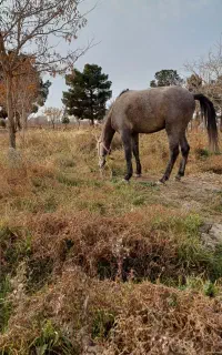 فروش اسب