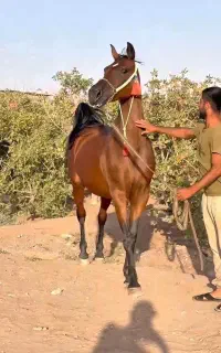 فروش اسب مادیان به قید ضمانت
