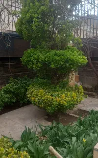 خدمات باغبانی /سمپاشی / فنسکشی/ نگهداری باغ