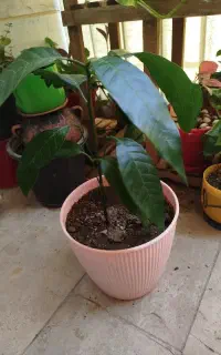 درختچه انبه طبیعی