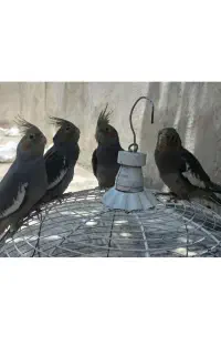 فروش عروس‌هلندی یک‌ماهه دون‌خور و دستی