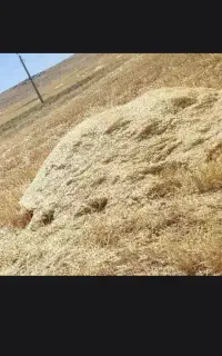 کاه