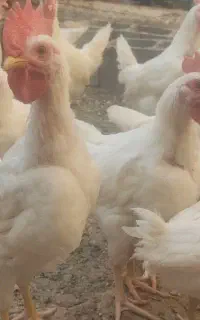 بچه خروس 1کیلویی جوجه خروس تکی و عمده