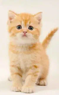 گربه