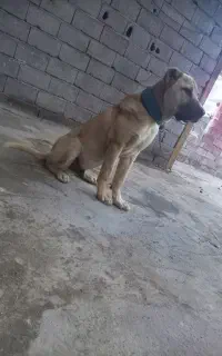 سگ سرابی