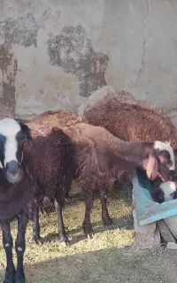 گوسفند بره نر درجه یک