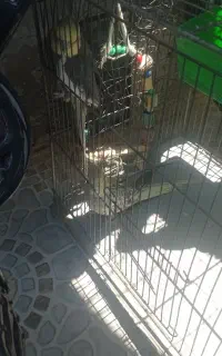 جفت نرو ماده عروس هلندی
