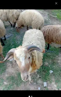 گوسفند نر ۹ ماهه