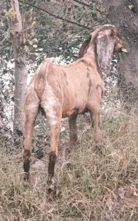 بز پاکستانی آبستن