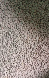 برنج