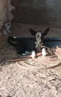 سگ پاکوتاه