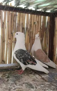 دوکت عتیقه