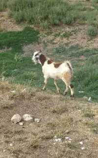 بزغاله نر