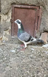 کبوتر مسافتی