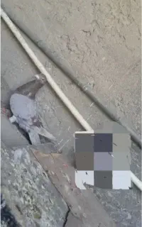 گمشده