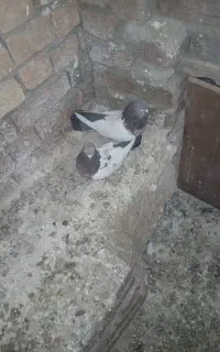 فروش کبوتر