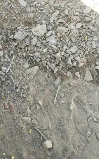 کارگر  برای برداشت انگور
