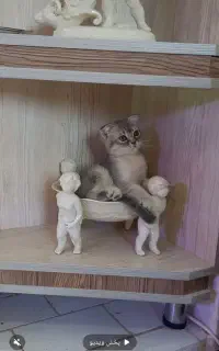 گربه اسکاتیش سیلور