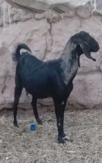 یک بز فروشی