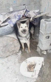 سگ ژرمن