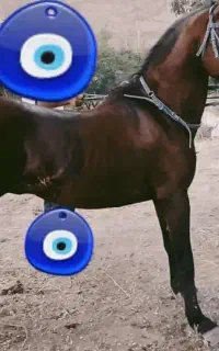 کشش اسب سیلمی کرد و فروش