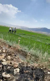 فروش کاه جو بصورت باکی ۹باک