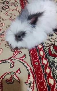 خرگوش بالغ لپ عروسکی زیبا