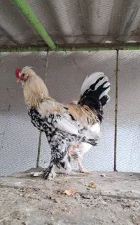 خروس برهما