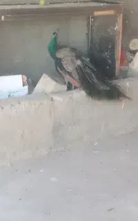 طاووس نر