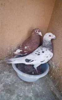هفرنگ ، میلومنز