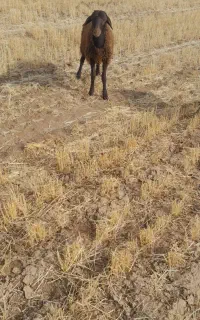 کاه گندم