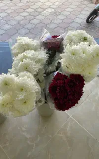 گل داوودی