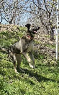 سگ نگهبان واگذاری رایگان