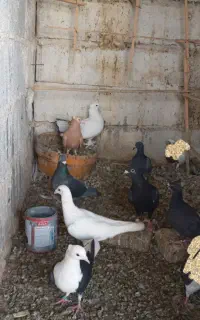 تعدادی ماده  درجه یک وجوجه..معاوضه نمیکنم