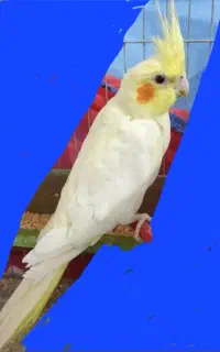 فروش عروس هلندی