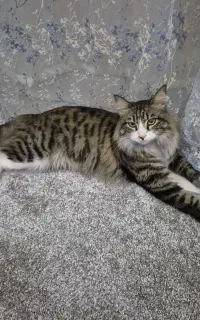 گربه dsh